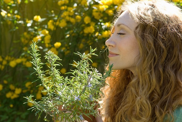 Pinene is present in rosemary