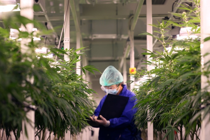 cannabis careers