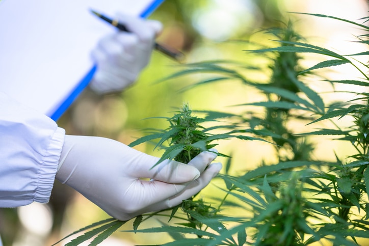 cannabis online college