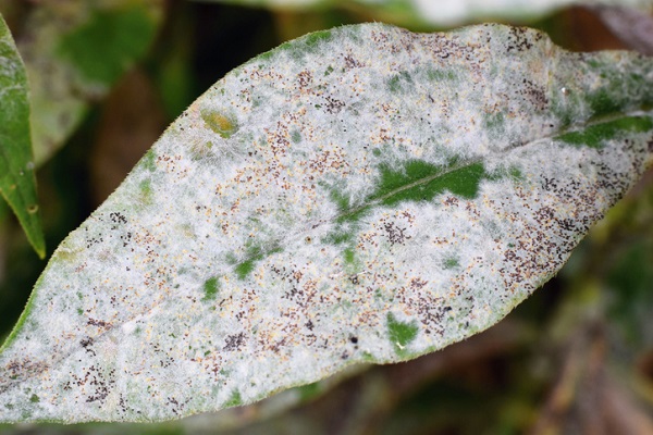 Powdery mildew is quite recognizable and can usually be spotted in time