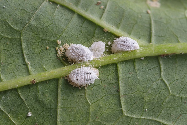 Mealybugs are also referred to by their scientific name, pseudococcidae