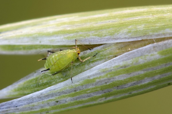 Aphids are tiny and often found underneath leaves