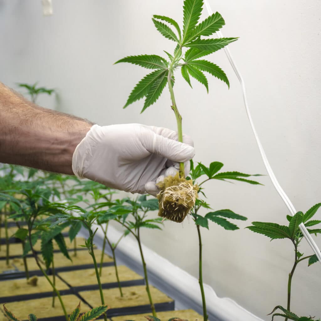 cannabis training