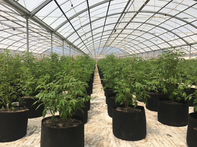 After Cannabis Education, cannabis plants are placed in a row, ready for sale