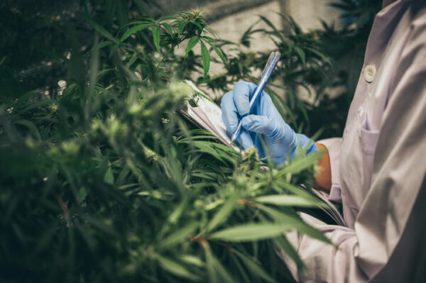 A Cannabis Education graduate writes notes after examination of the cannabis