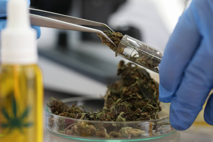 Cannabis filled in tubes for students to examine during Cannabis Education