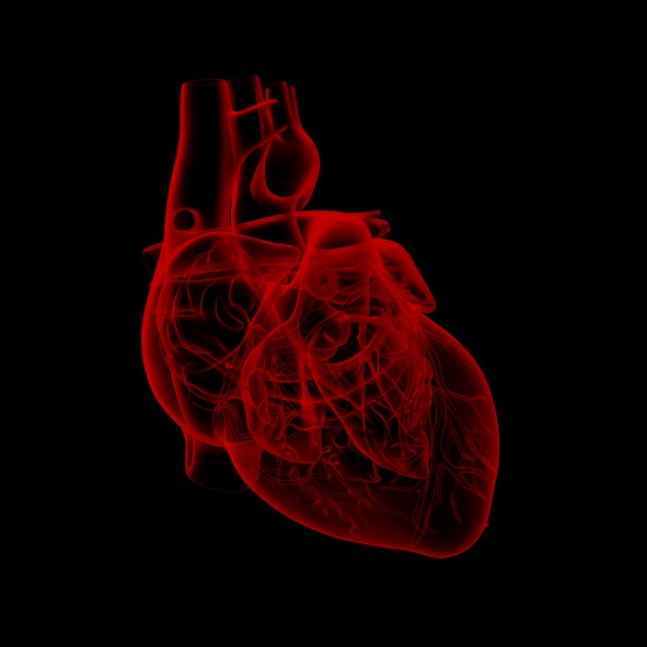 Ouabain is currently used to treat heart conditions