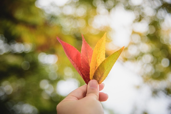 Pigments extracted from leaves were used when chromatography was invented