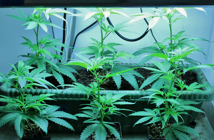 marijuana for medical purposes