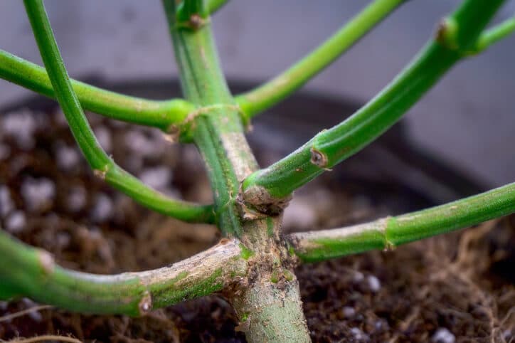 Cannabis internodes as studied during a cannabis cultivation certificate