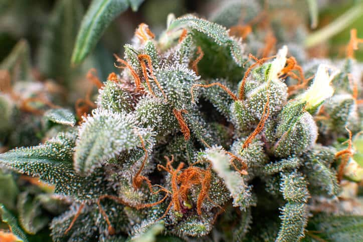 Cannabis trichomes as studied during a cannabis cultivation certificate