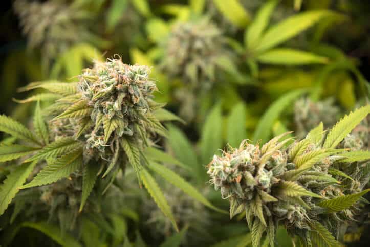 Cannabis colas as studied during a cannabis cultivation certificate