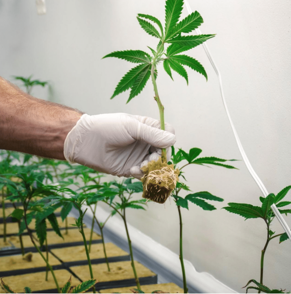 cannabis retail Ontario 