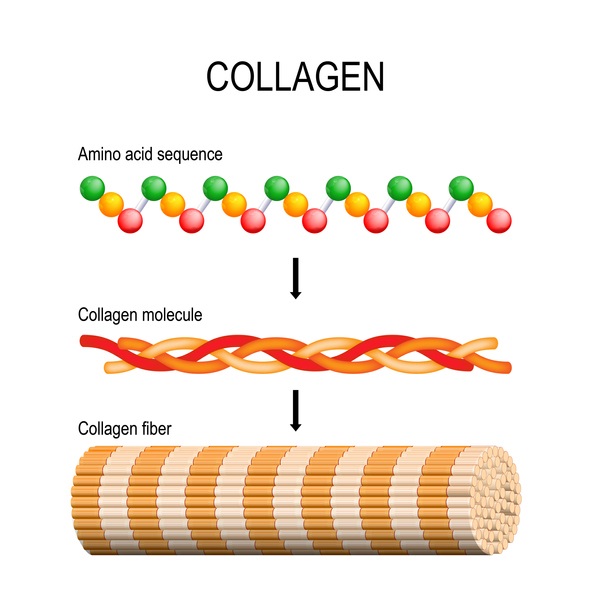 Collagen is an example of a protein in the human body