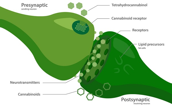 The endocannabinoid system works to maintain homeostasis