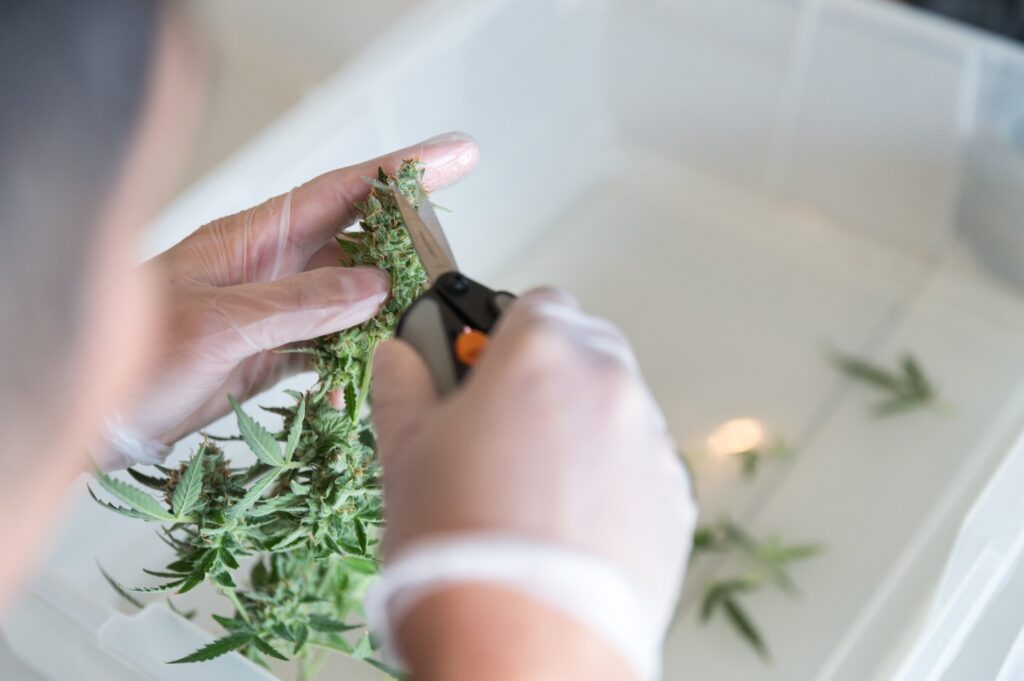 cannabis quality assurance