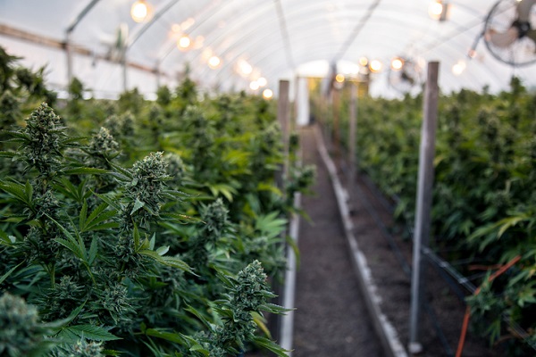 If you are a licensed cannabis producer then you cannot apply for a cannabis retail licence