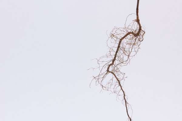 Taproots extend into fibrous masses