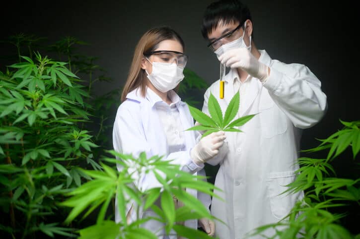 Two cannabis industry training graduates in lab coats, gloves, and masks, one holding a cannabis leaf and the other holding a test tube, are researching a cannabis plant