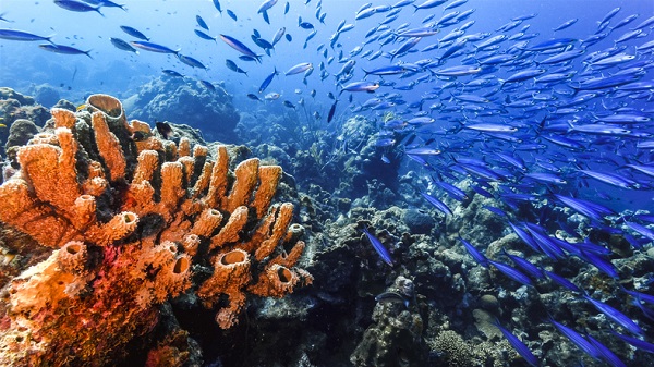 Eribulin, derived from sea sponges, has shown promise in extending life for those with TNBC
