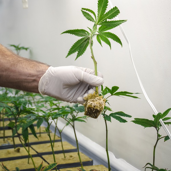 Which parts of the plant go into an infusion? You might have to do more digging to find out