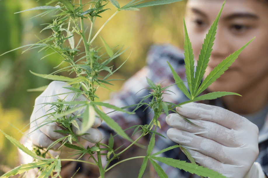 cannabis quality assurance courses