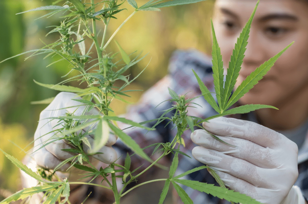 cannabis retail courses