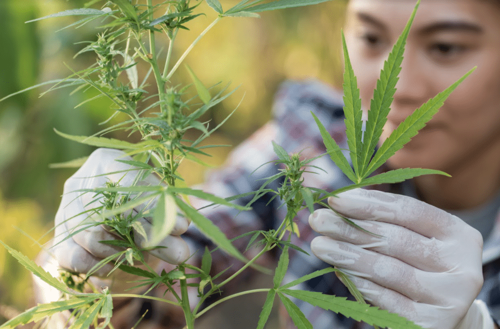 cannabis industry training program