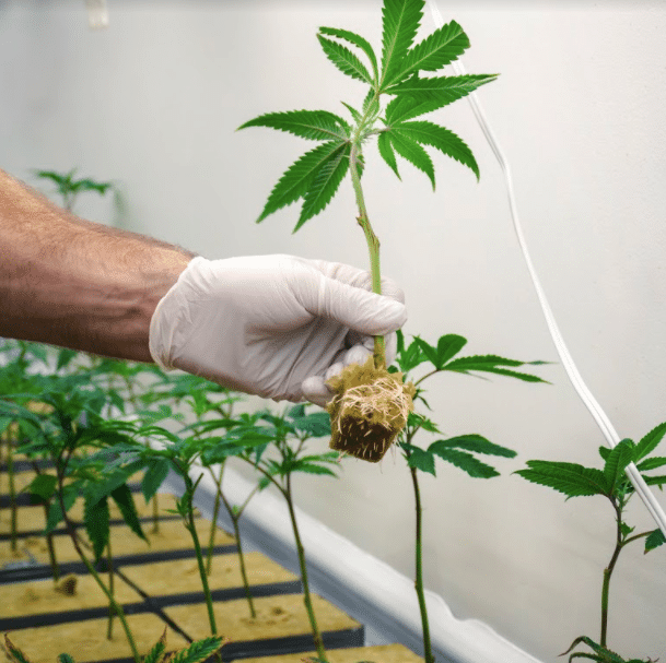 cannabis industry courses