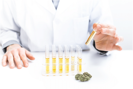 cannabis distribution license 