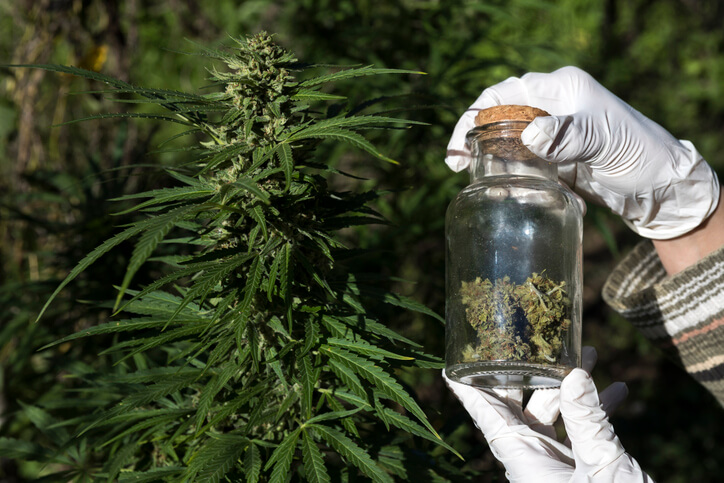A budtender examining a specific strain of cannabis, completing his online cannabis diploma
