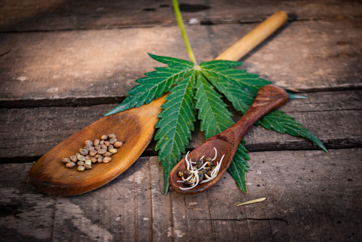 A spoon with cannabis seeds and sprouts with a leaf as to be explored in pharmaceutical training
