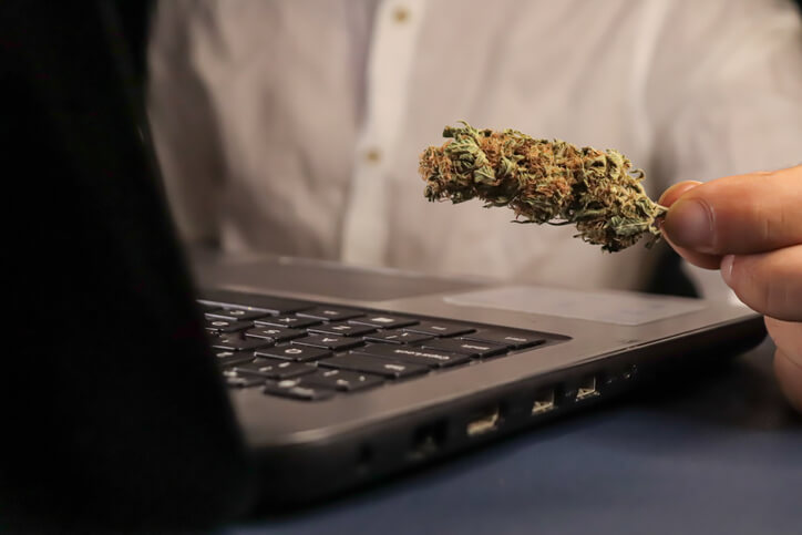 A budtender examining a specific strain of cannabis, completing his online cannabis diploma