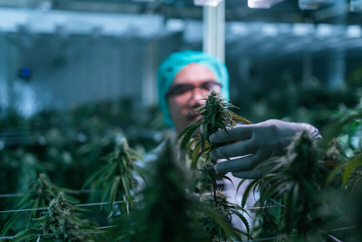 A male cannabis researcher checking cannabis flowers in a lab farm after completing his cannabis education